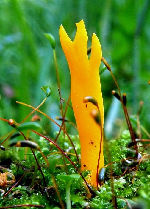 parôžkovec lepkavý Calocera viscosa (Pers.) Fr.