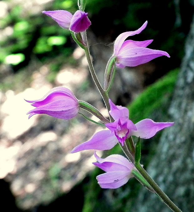 prilbovka červená Cephalanthera rubra (L.) Rich.