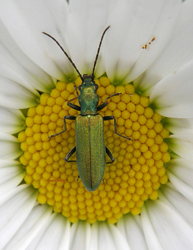 stehnáč / stehenáč Chrysanthia viridissima Linnaeus, 1758