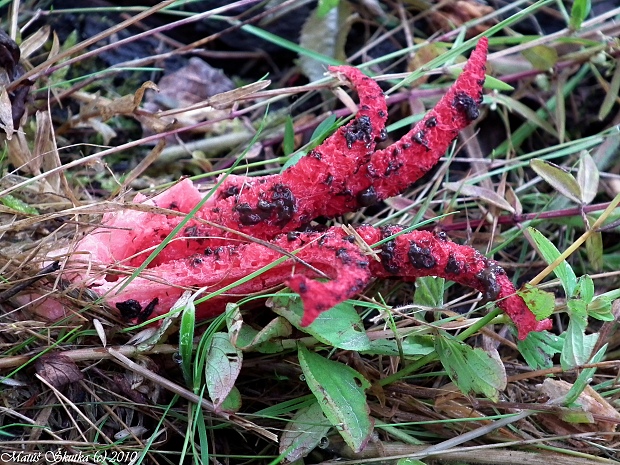 mrežovka kvetovitá Clathrus archeri (Berk.) Dring