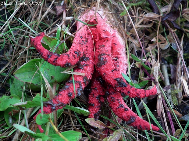 mrežovka kvetovitá Clathrus archeri (Berk.) Dring