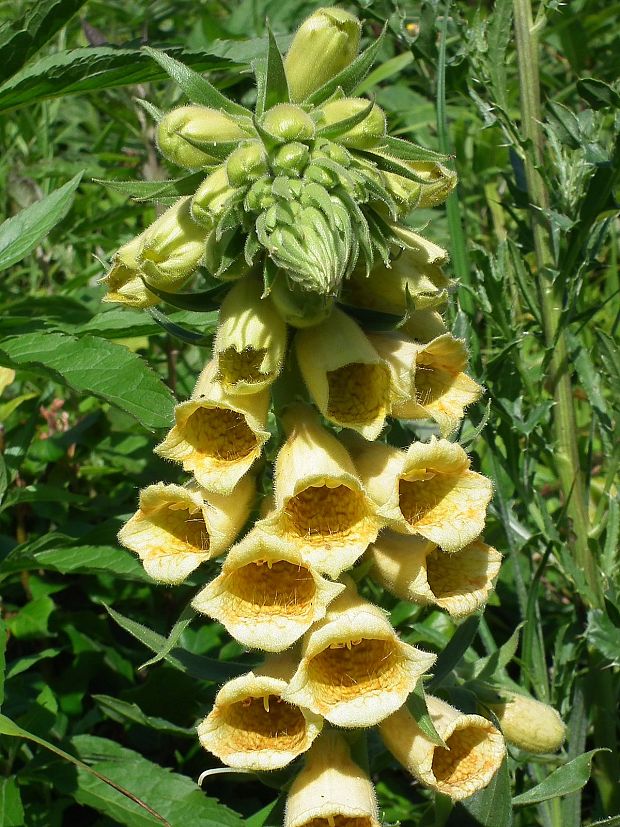 náprstník veľkokvetý Digitalis grandiflora Mill.