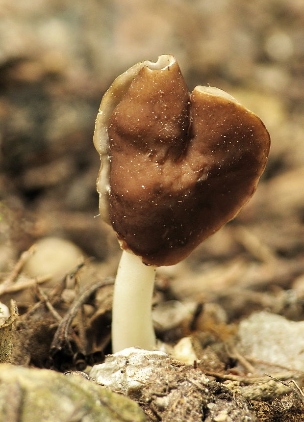 chriapač hnedobiely Helvella albella Quél.