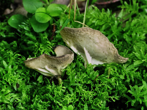 chriapač rebernatý Helvella costifera ?