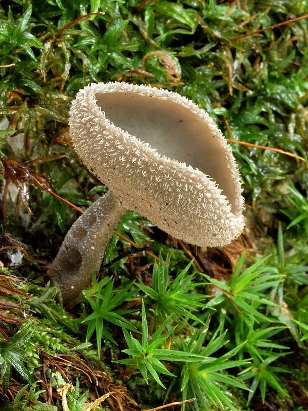 chriapač brvitý Helvella macropus (Pers.) P. Karst.