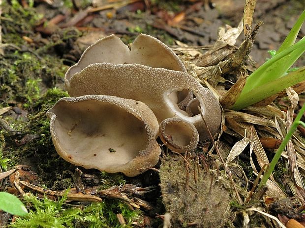 chriapač Helvella sp.