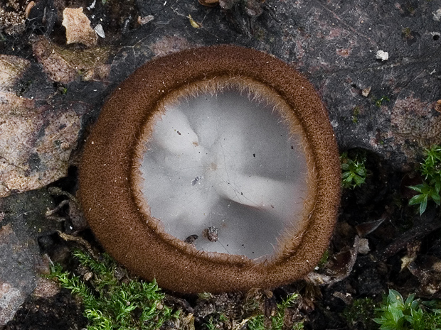 humária polguľovitá Humaria hemisphaerica (F.H. Wigg.) Fuckel