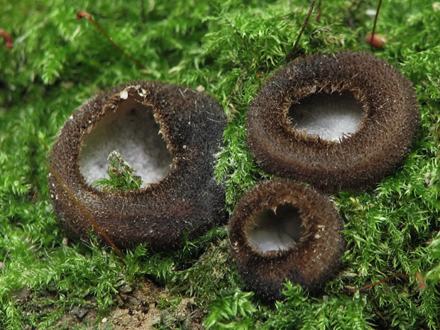 humária polguľovitá Humaria hemisphaerica (F.H. Wigg.) Fuckel