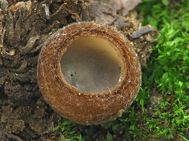 humária polguľovitá Humaria hemisphaerica (F.H. Wigg.) Fuckel