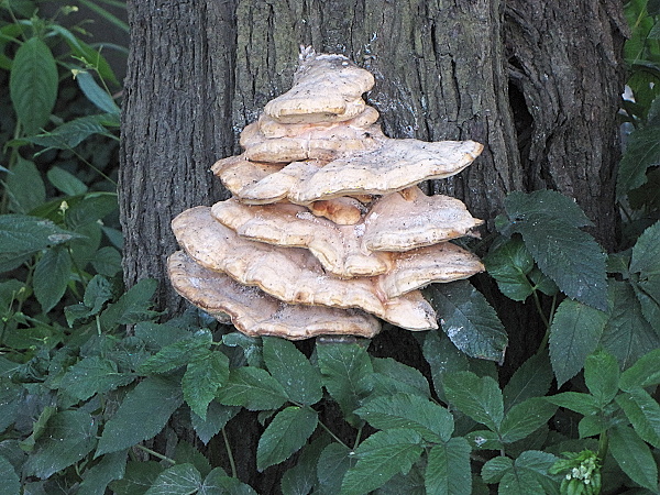 sírovec obyčajný Laetiporus sulphureus (Bull.) Murrill