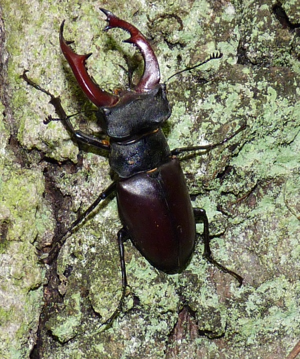 roháč veľký♂ Lucanus cervus