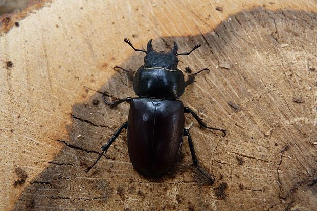 roháč obecný Lucanus cervus