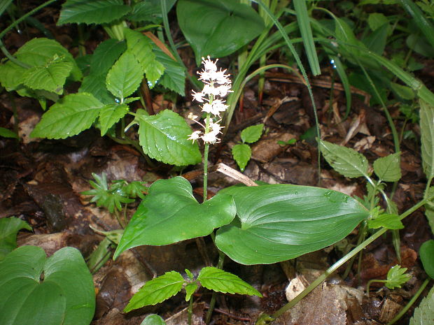 tôňovka dvojlistá Maianthemum bifolium (L.) F. W. Schmidt