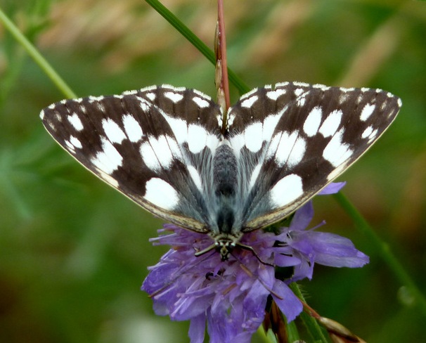 očkáň timotejkový Melanargia galathea