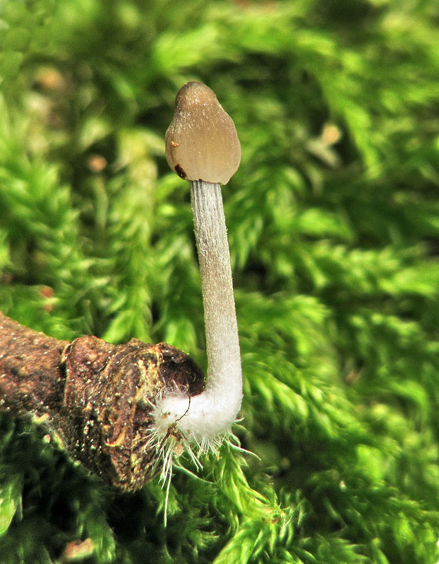 prilbička Mycena sp.