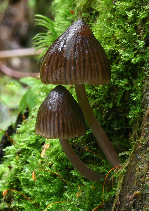 prilbička zelenoobrúbená Mycena viridimarginata P. Karst.