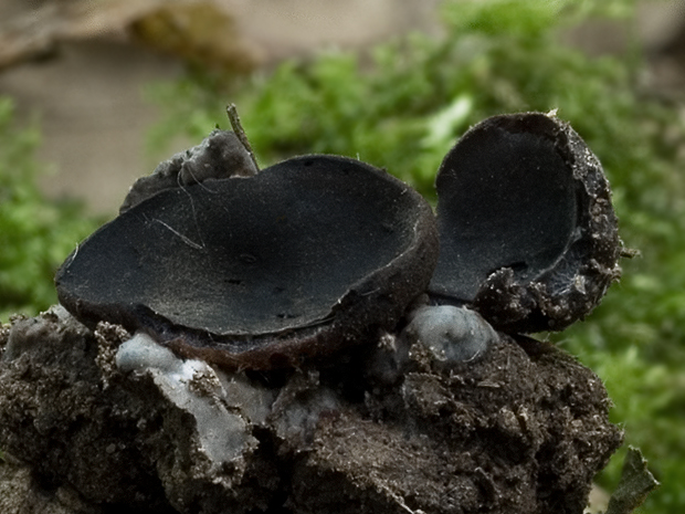 čiaška tmavomodrá ? Peziza saniosa Schrad.