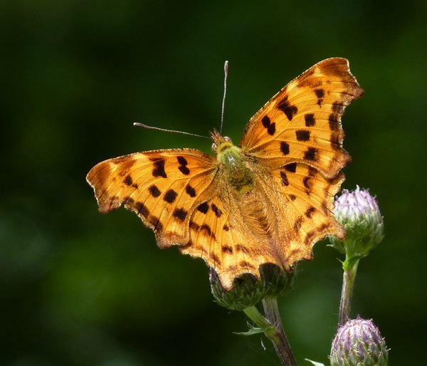 babôčka zubatokrídla Polygonia c-album