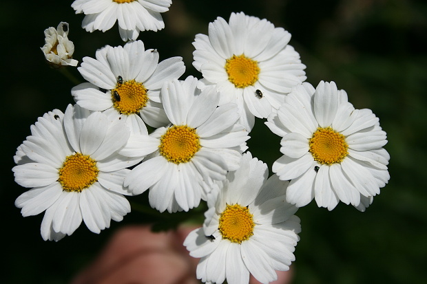 rimbaba chocholíkatá Pyrethrum corymbosum (L.) Scop.