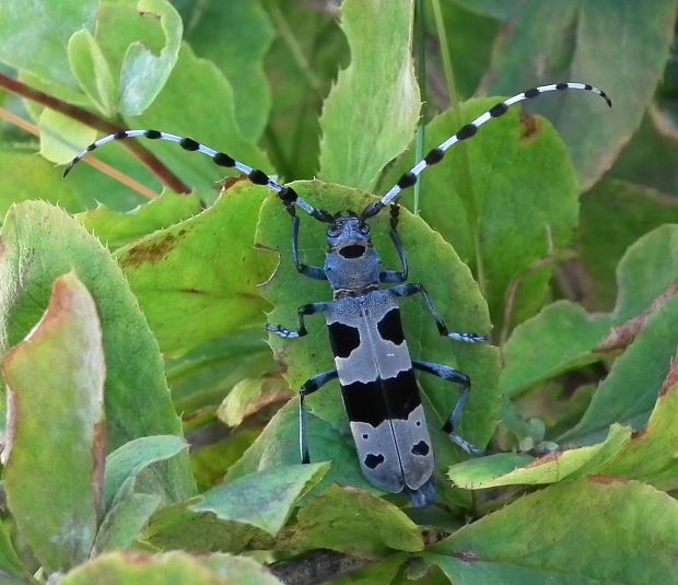 fuzáč alpský  Rosalia alpina