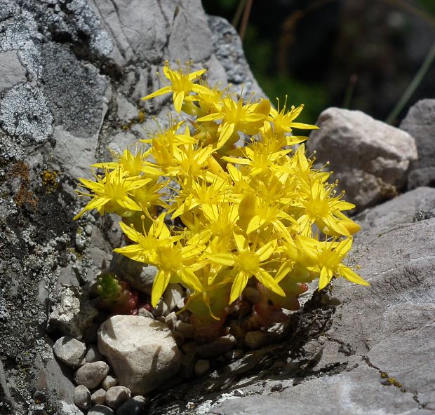 rozchodník prudký Sedum acre L.