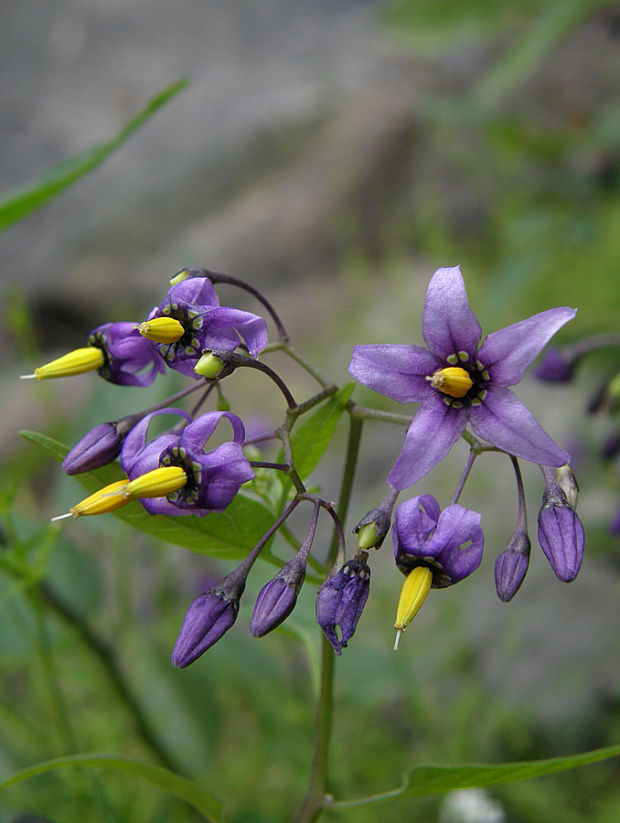 ľuľok sladkohorký Solanum dulcamara L.