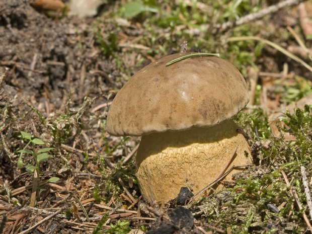 podhríb žlčový Tylopilus felleus (Bull.) P. Karst.