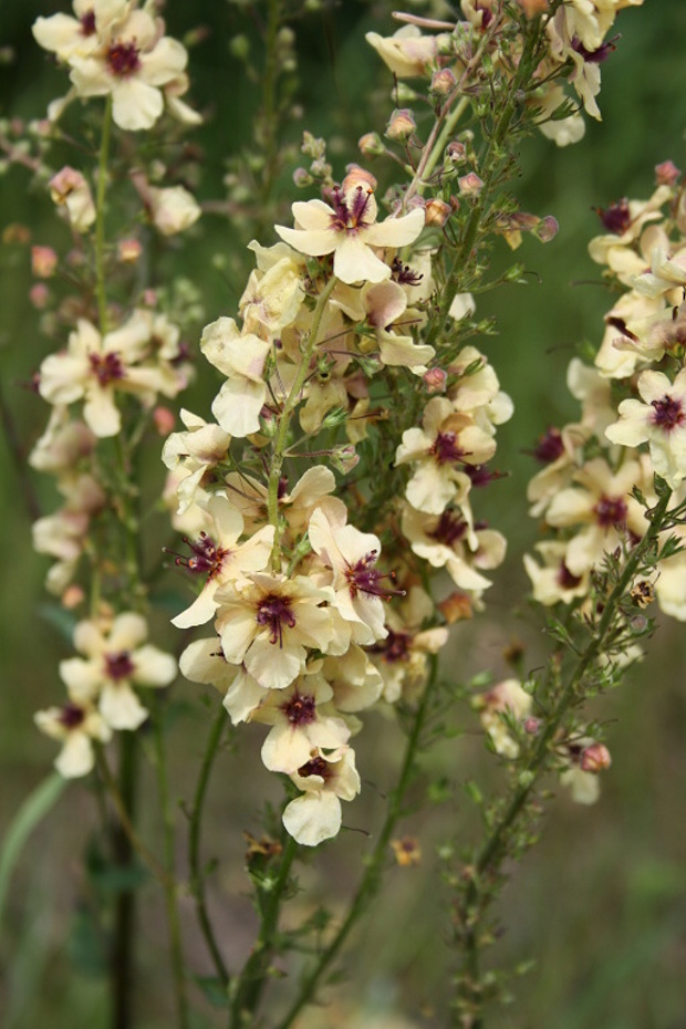 divozel chaixov rakúsky Verbascum chaixii subsp. austriacum (Schott ex Roem. et Schult.) Hayek