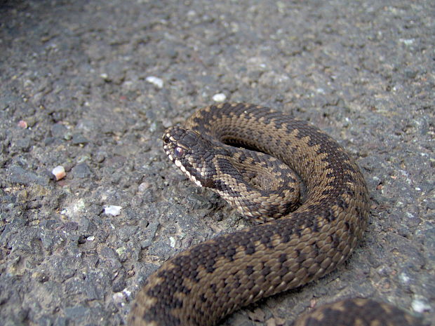 vretenica severna Vipera berus