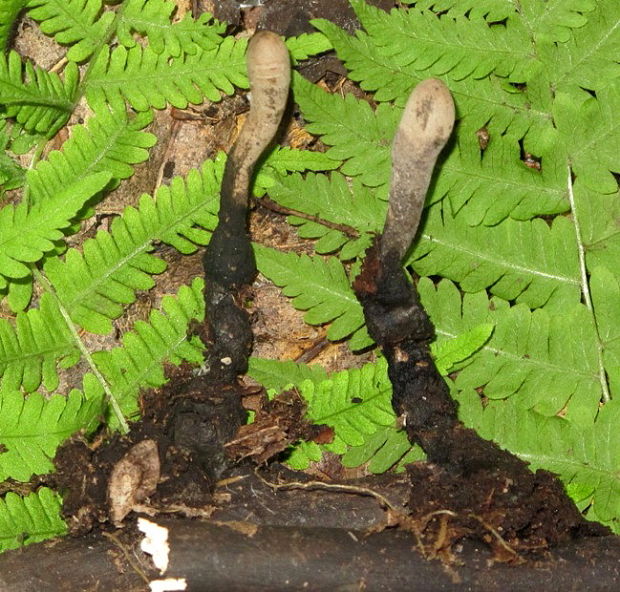 drevnatec Xylaria sp.