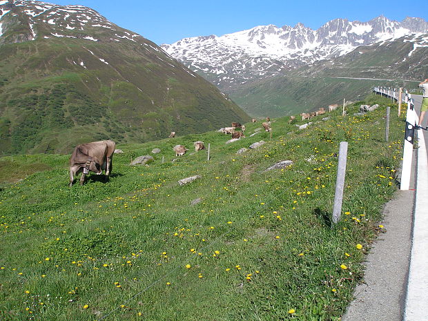 kravičky na paši v Alpach