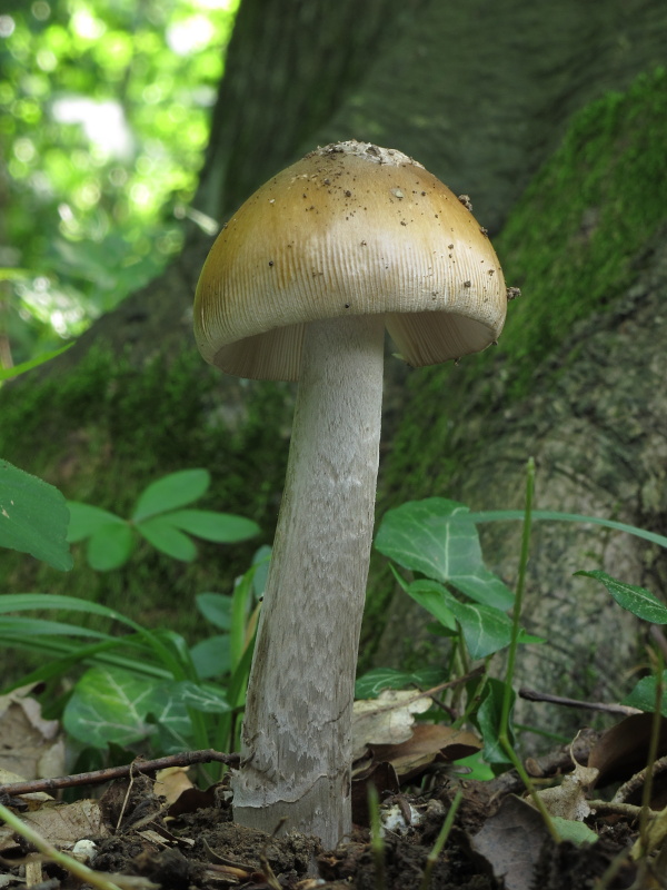 muchotrávka plavohnedá Amanita fulva Fr.