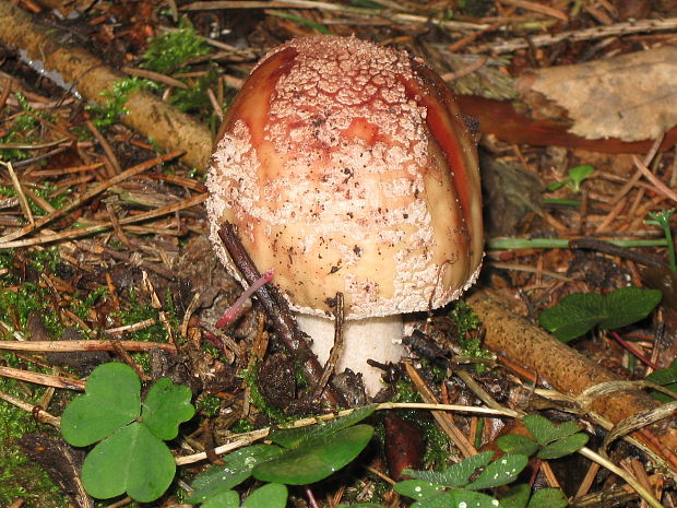 muchotrávka červenkastá Amanita rubescens Pers.