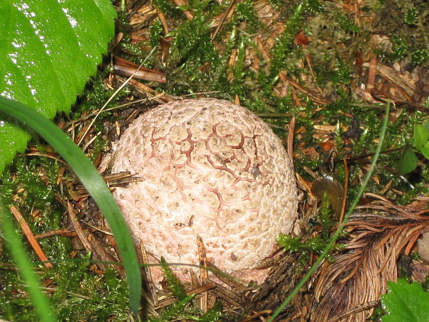 muchotrávka červenkastá Amanita rubescens Pers.