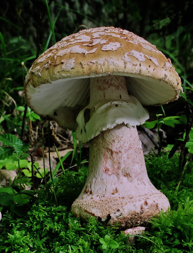 muchotrávka červenkastá Amanita rubescens Pers.