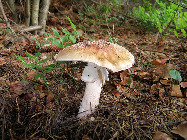 muchotrávka červenkastá Amanita rubescens Pers.