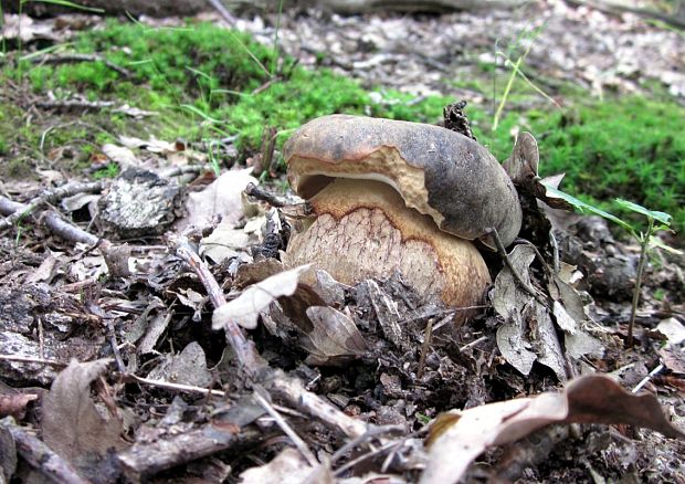 hríb bronzový Boletus aereus Bull. ex Fr.