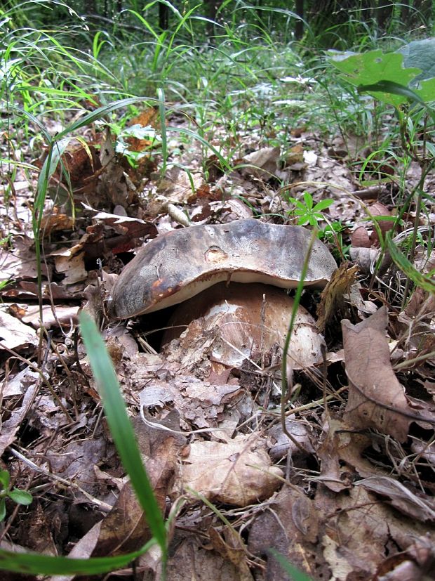 hríb bronzový Boletus aereus Bull. ex Fr.