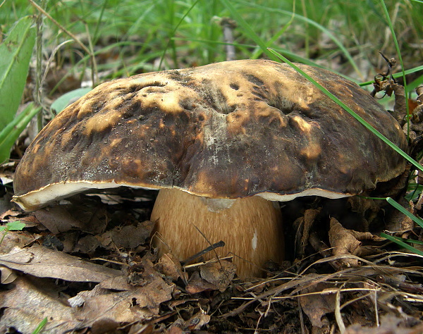 hríb bronzový Boletus aereus Bull. ex Fr.