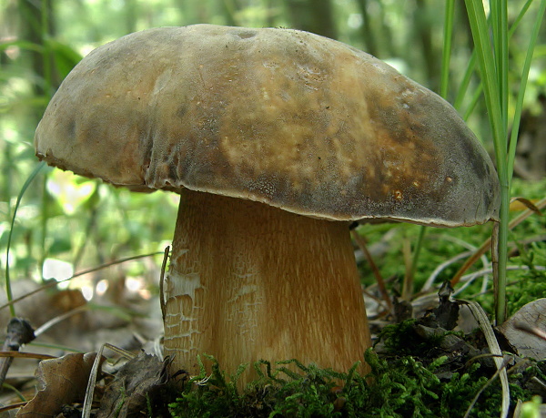 hríb bronzový Boletus aereus Bull. ex Fr.