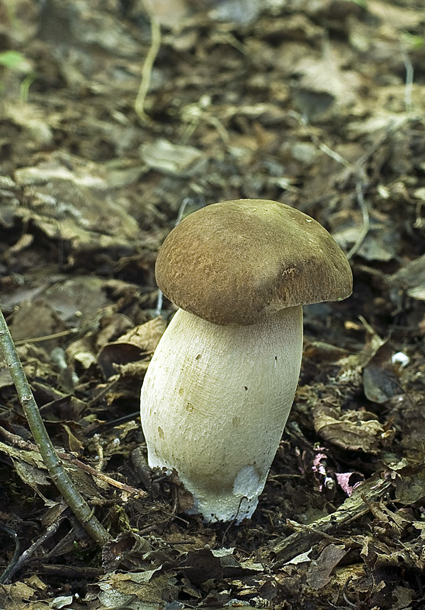 hríb smrekový Boletus edulis Bull.