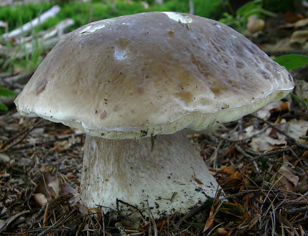 hríb smrekový Boletus edulis Bull.