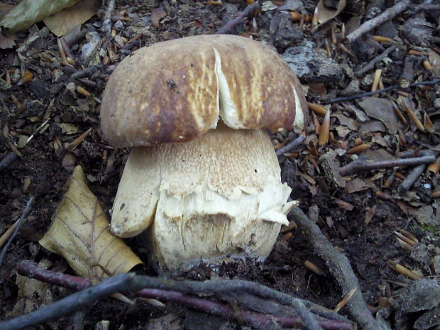 hríb dubový Boletus reticulatus Schaeff.