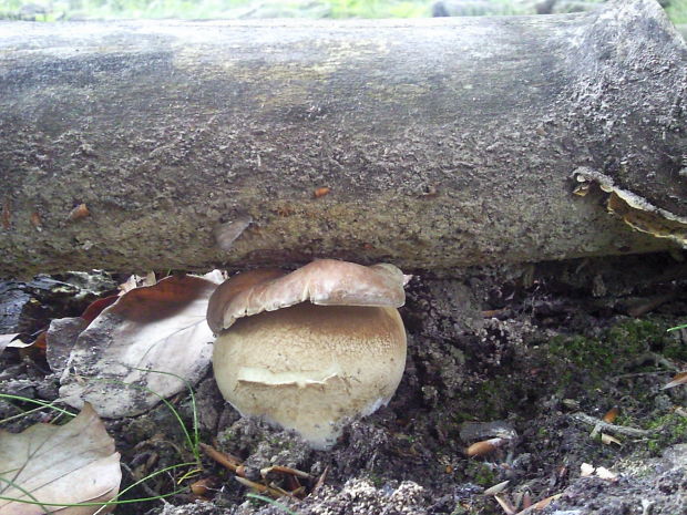 hríb dubový Boletus reticulatus Schaeff.