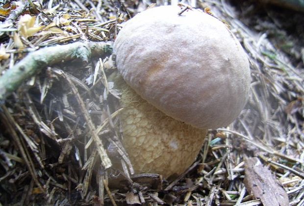 hríb dubový Boletus reticulatus Schaeff.