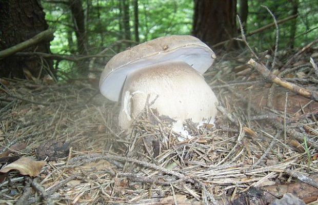 hríb dubový Boletus reticulatus Schaeff.