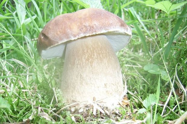 hríb dubový Boletus reticulatus Schaeff.