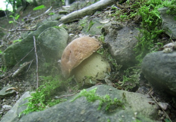 hríb dubový Boletus reticulatus Schaeff.