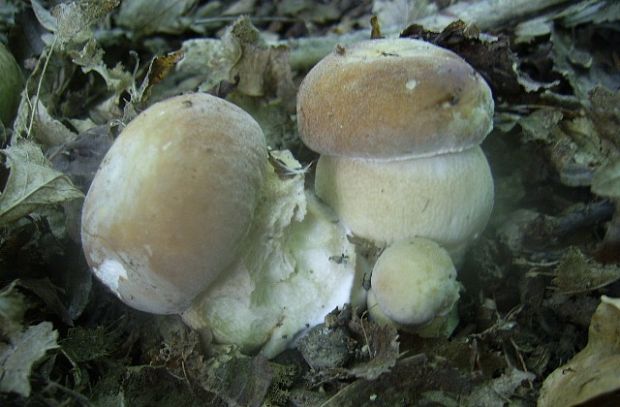 hríb dubový Boletus reticulatus Schaeff.