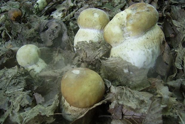 hríb dubový Boletus reticulatus Schaeff.